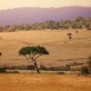 Online Acacia bomen in Kenia fotobehang Bloemen
