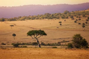 Online Acacia bomen in Kenia fotobehang Bloemen