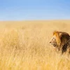 New Afrikaanse leeuw op zoek naar een prooi fotobehang Tienerkamer | Dieren