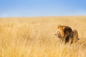 New Afrikaanse leeuw op zoek naar een prooi fotobehang Tienerkamer | Dieren