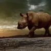 Outlet Afrikaanse neushoorn op een vuil veld fotobehang Tienerkamer | Dieren