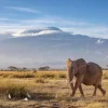 Sale Afrikaanse olifant in een grasland fotobehang Dieren
