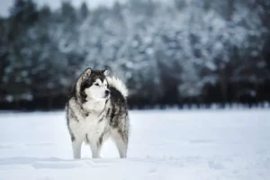 Outlet Alaska-malamute in de sneeuw fotobehang Tienerkamer | Dieren