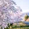 New Amandelboom fotobehang Bloemen