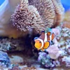 Clearance Anemoonvis in een koraalrif fotobehang Dieren