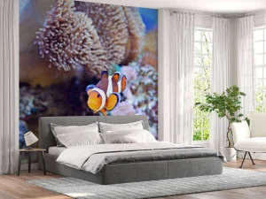 Clearance Anemoonvis in een koraalrif fotobehang Dieren