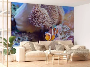 Clearance Anemoonvis in een koraalrif fotobehang Dieren