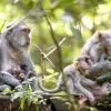 Discount Apenfamilie in Bali fotobehang Dieren