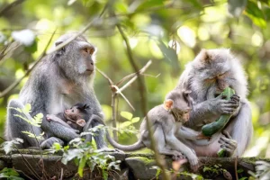 Discount Apenfamilie in Bali fotobehang Dieren