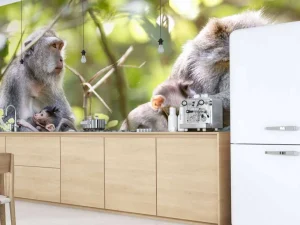 Discount Apenfamilie in Bali fotobehang Dieren