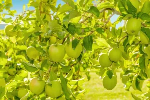 Clearance Appelboom close-up fotobehang Bloemen