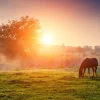 Online Arabisch paard bij zonsondergang fotobehang Tienerkamer | Kinderkamer