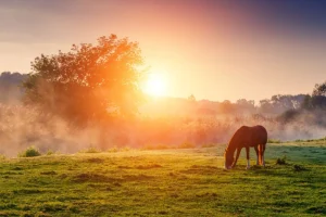 Online Arabisch paard bij zonsondergang fotobehang Tienerkamer | Kinderkamer