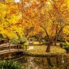 Online Australisch parkje in de herfst fotobehang Bloemen