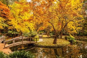 Online Australisch parkje in de herfst fotobehang Bloemen