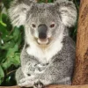 Clearance Australische koala in een boom fotobehang Dieren