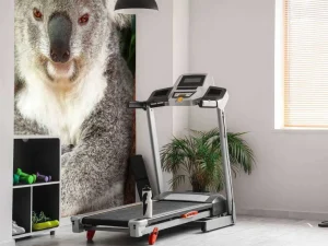 Clearance Australische koala in een boom fotobehang Dieren