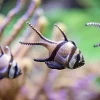 Discount Banggai kardinaalvissen fotobehang Dieren