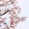Online Beeldschone Bloesem fotobehang Bloemen