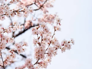 Online Beeldschone Bloesem fotobehang Bloemen