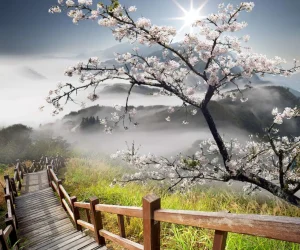 Sale Berg met brug naar Bloesem fotobehang Bloemen