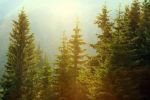 Online Berglandschap in de ochtend met hoge bomen fotobehang Bloemen