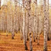 Best Berkenbomen in de Herfst fotobehang Bloemen