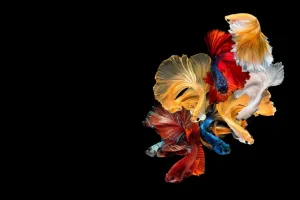 Fashion Betta vissen met een zwarte achtergrond fotobehang Dieren