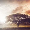 Fashion Bewerkte foto van een boom bij zonsondergang fotobehang Bloemen