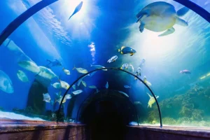Outlet Bijzondere onderwater tunnel fotobehang 3d