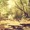 Outlet Bladeren in het Bos tijdens de Herfst fotobehang Bloemen
