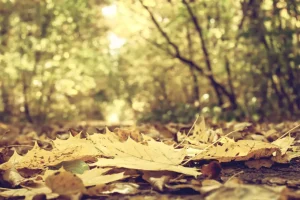 Outlet Bladeren in het Bos tijdens de Herfst fotobehang Bloemen