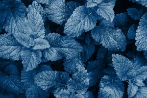 Hot Blauwe exotische bladeren fotobehang Woonkamer | Bloemen