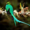Discount Blauwe Quetzal in Sri Lanka fotobehang Dieren