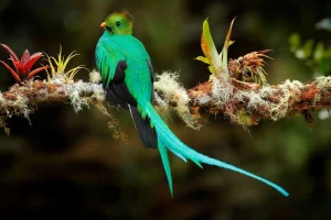 Discount Blauwe Quetzal in Sri Lanka fotobehang Dieren