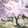 Discount Bloeiende Amandelbomen fotobehang Bloemen