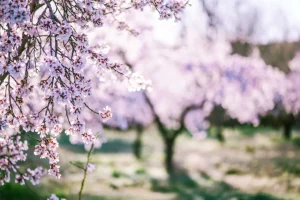 Discount Bloeiende Amandelbomen fotobehang Bloemen