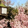 Fashion Bloesem met Klok op achtergrond fotobehang Bloemen