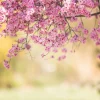New Bloesem met wazige achtergrond fotobehang Bloemen