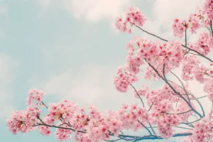 Online Bloesem met wolken op achtergrond fotobehang Bloemen