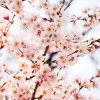Online Bloesem Tak fotobehang Bloemen