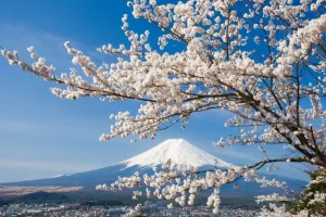 Fashion Bloesem voor de Fuji Berg fotobehang Bloemen