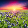Best Bluebonnets met mooie Zonsondergang fotobehang Bloemen