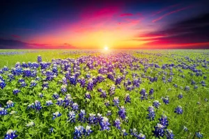 Best Bluebonnets met mooie Zonsondergang fotobehang Bloemen