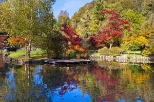 Fashion Bomen achter het Water fotobehang Bloemen