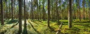 Discount Bomen in het Bos fotobehang Bloemen