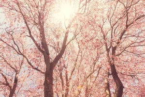 Hot Boom Bloesem met Zon op Achtergrond fotobehang Bloemen