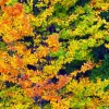 Best Boom tijdens Herfst fotobehang Bloemen