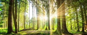Sale Bos met felle zon op de achtergrond fotobehang Bloemen