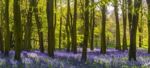 Discount Bos met veel lavendel fotobehang Bloemen